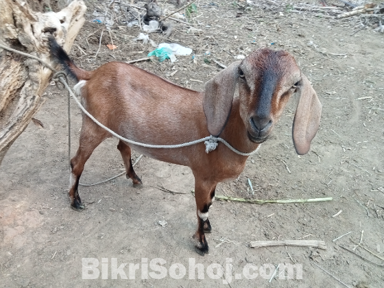 দেশি খাসি ছাগল বিক্রি হবে